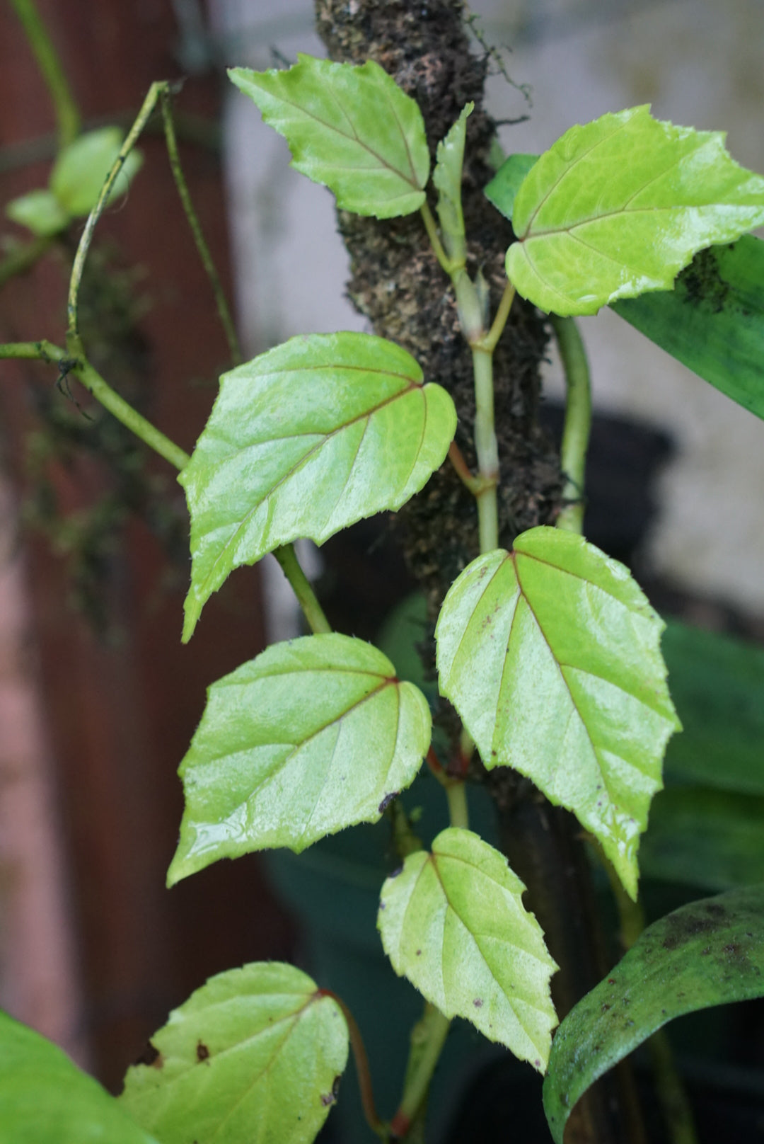 Begonia glabra 'Red Vein'