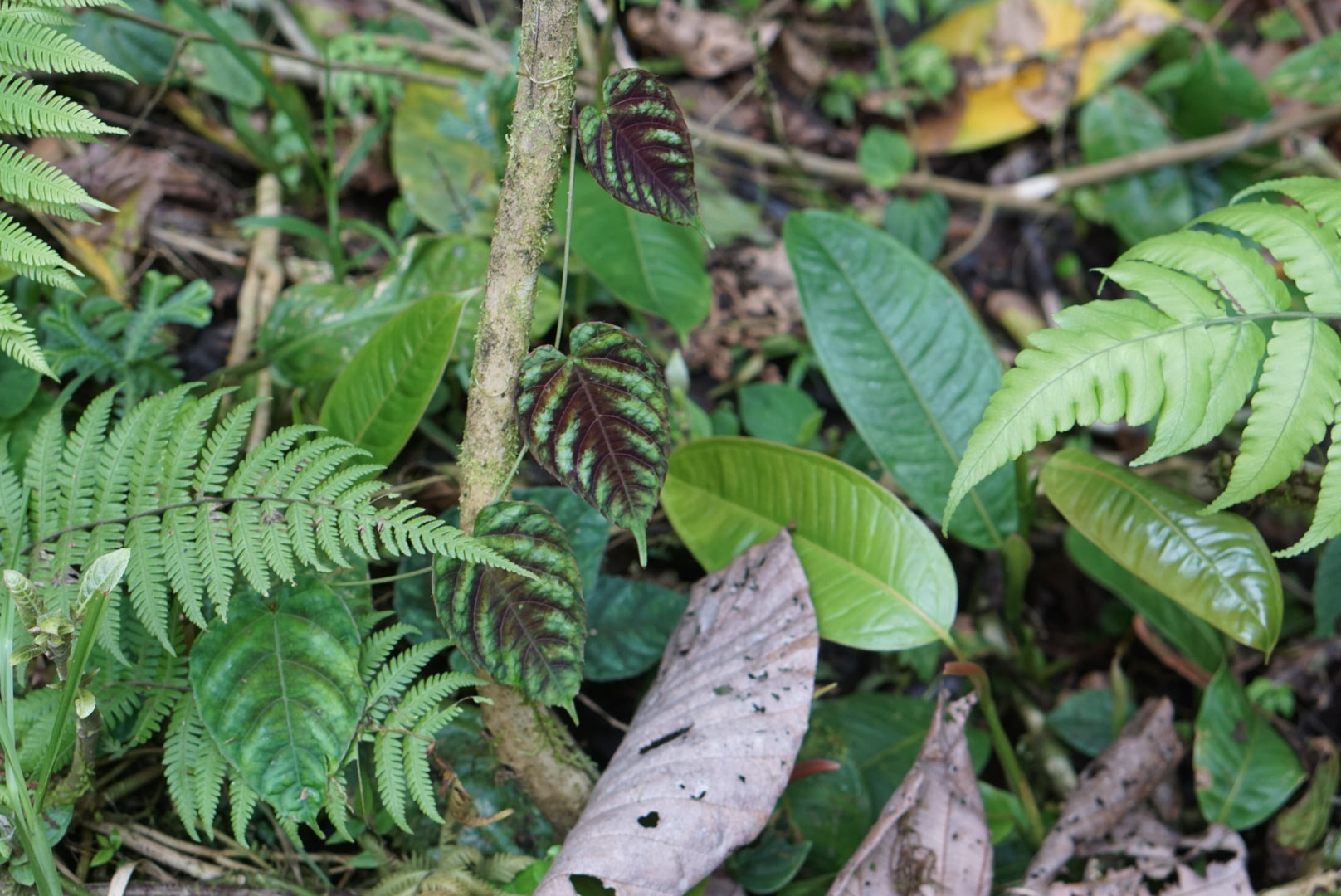 Cissus sp. Mindo