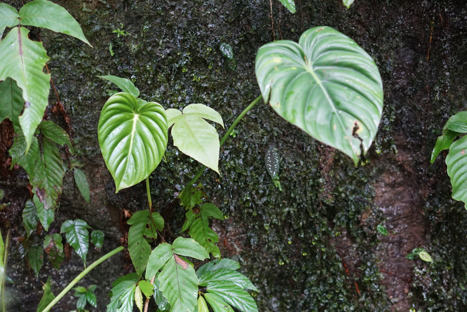 philodendron spartacus Philodendron pastazum