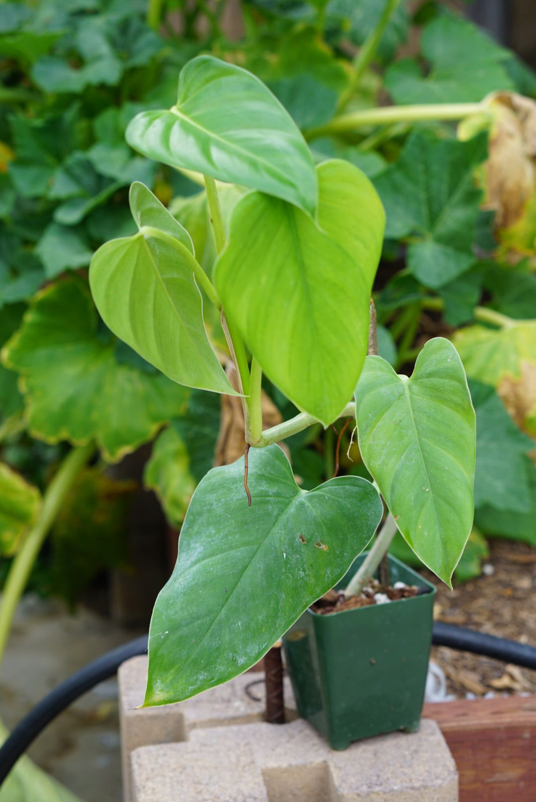 Philodendron oligospermum