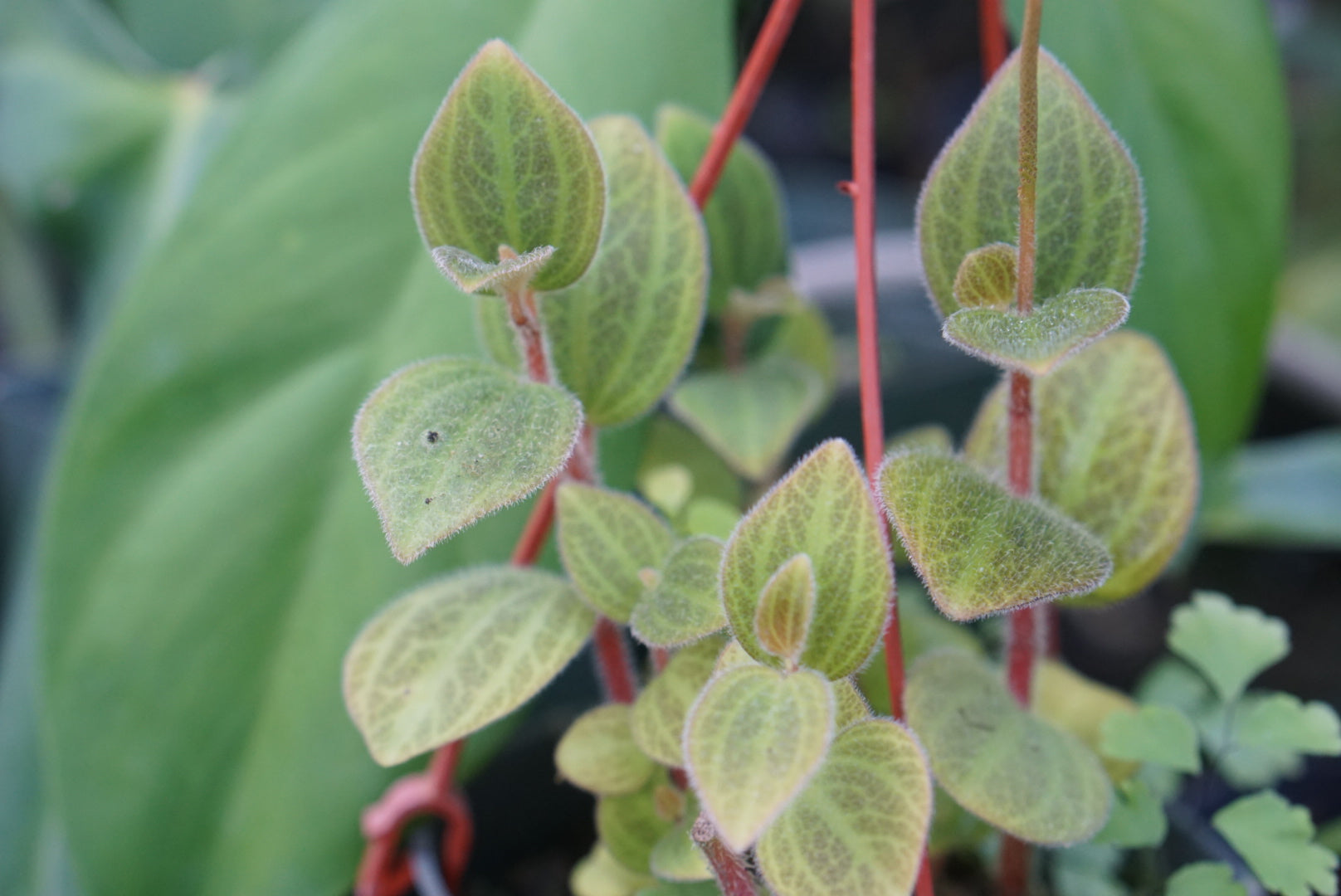 Peperomia sp. Tingo Maria