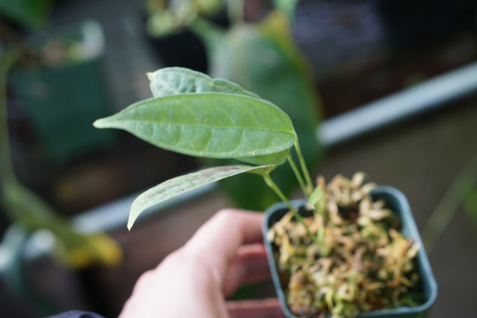 Anthurium carinatum