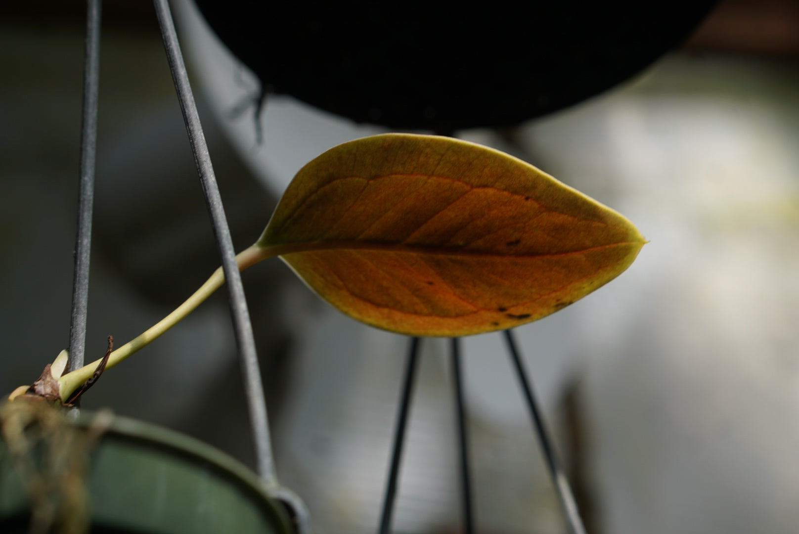 Anthurium sp Narino 1