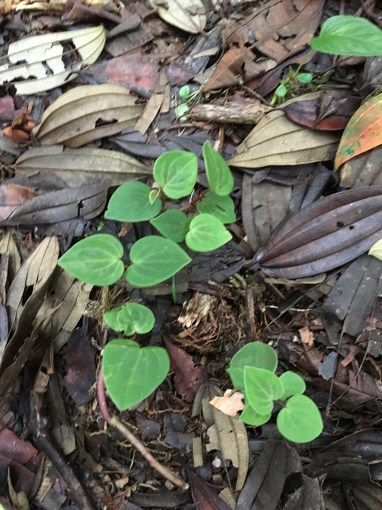 Peperomia crotolaphora