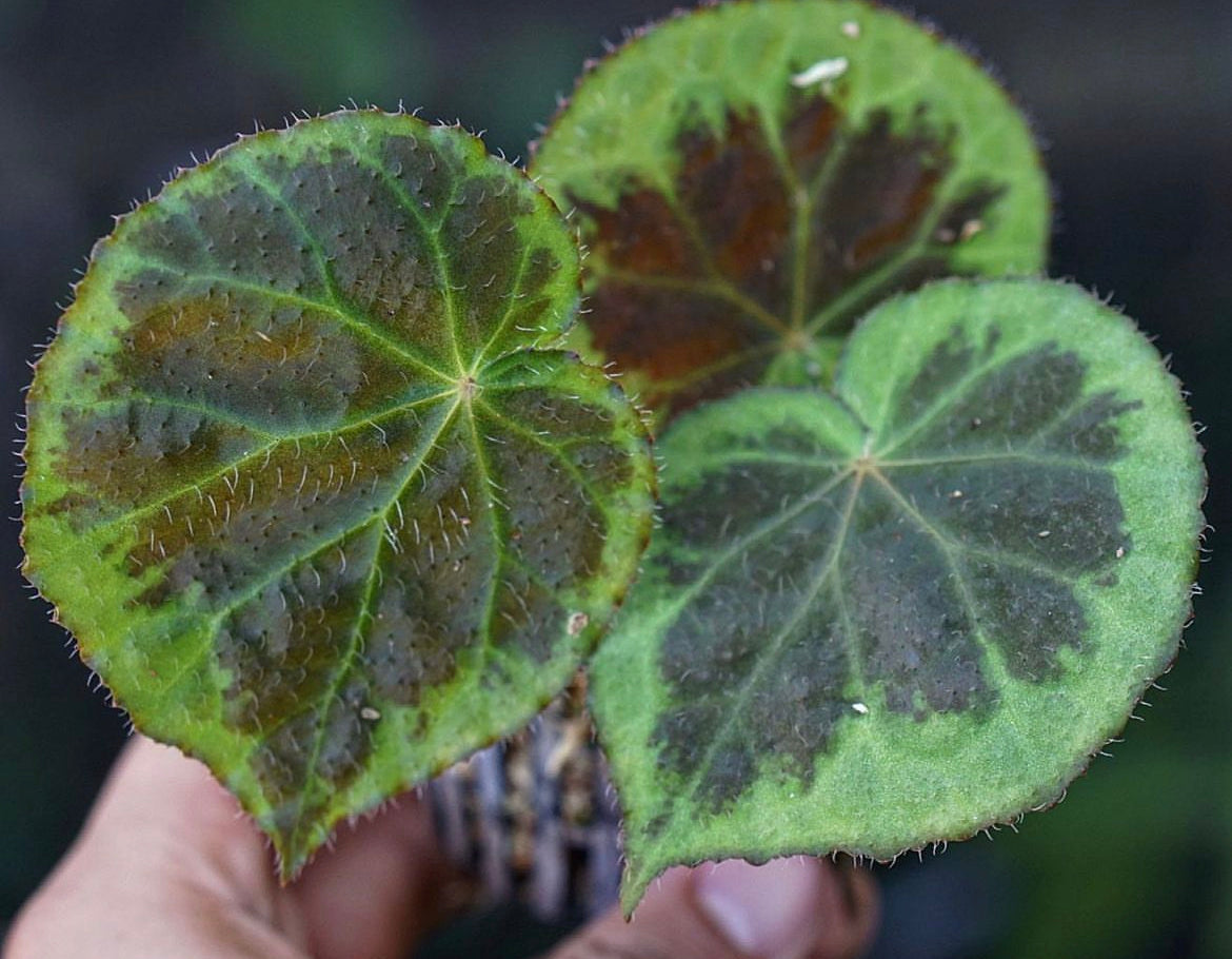 Begonia 'dongoranensis'