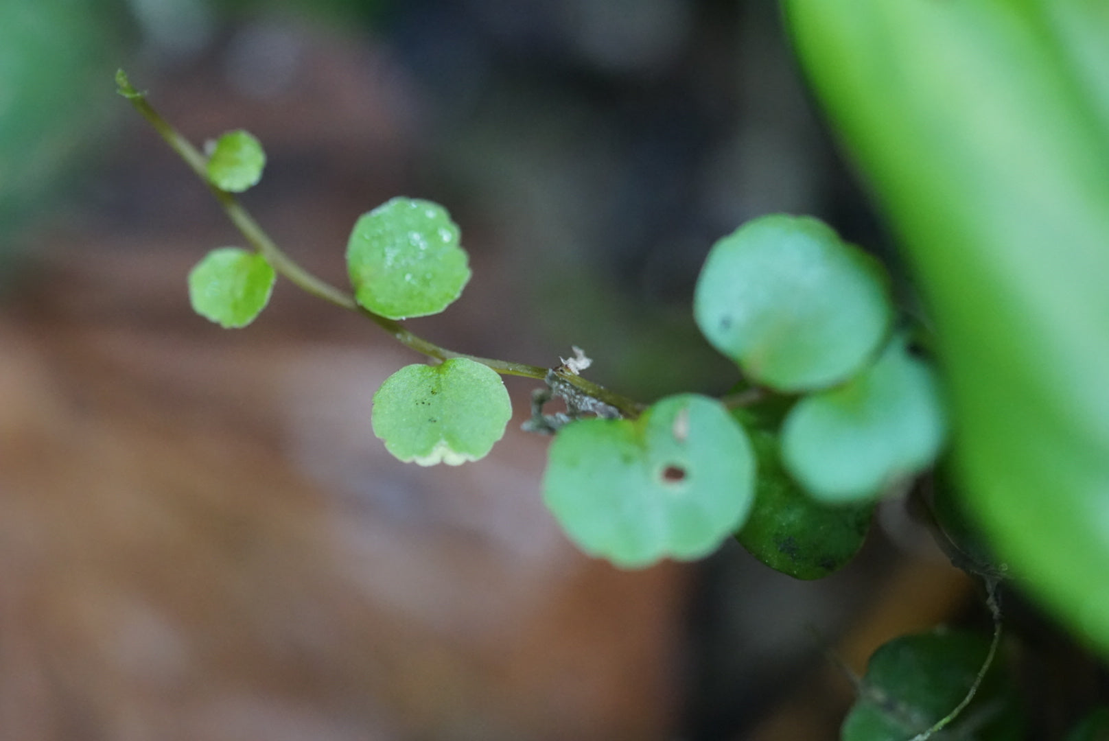 Marcgravia aff. rectiflora 'Iquitos'