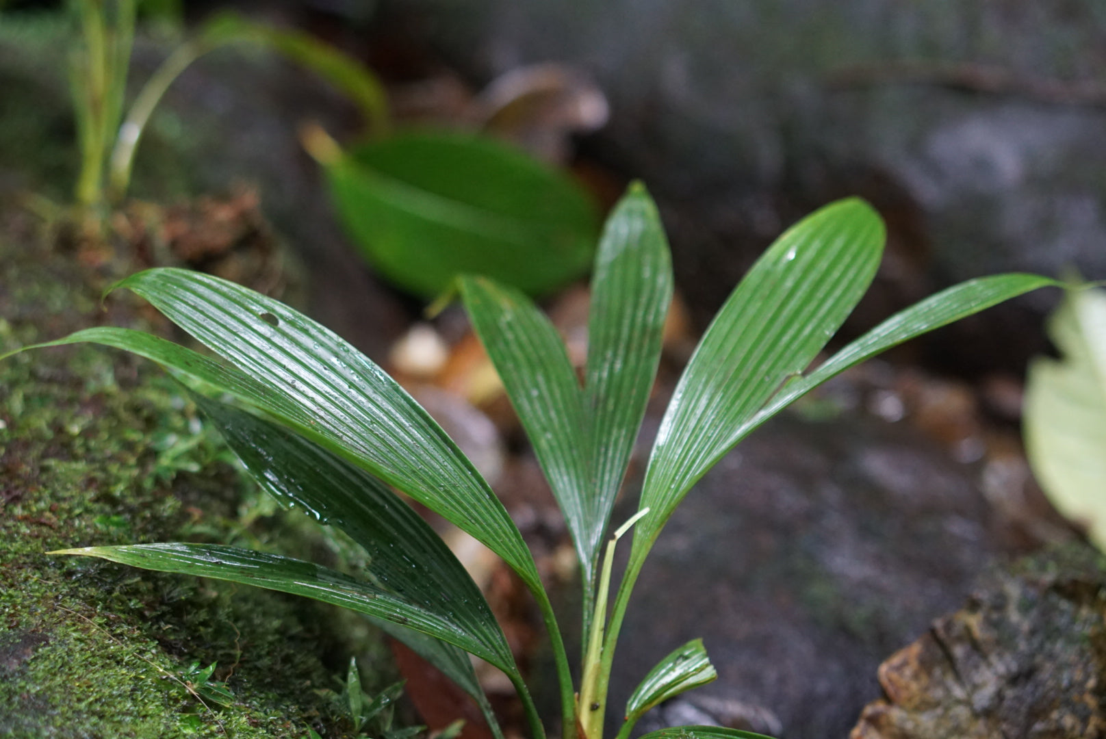 Sphaeradenia cf compacta