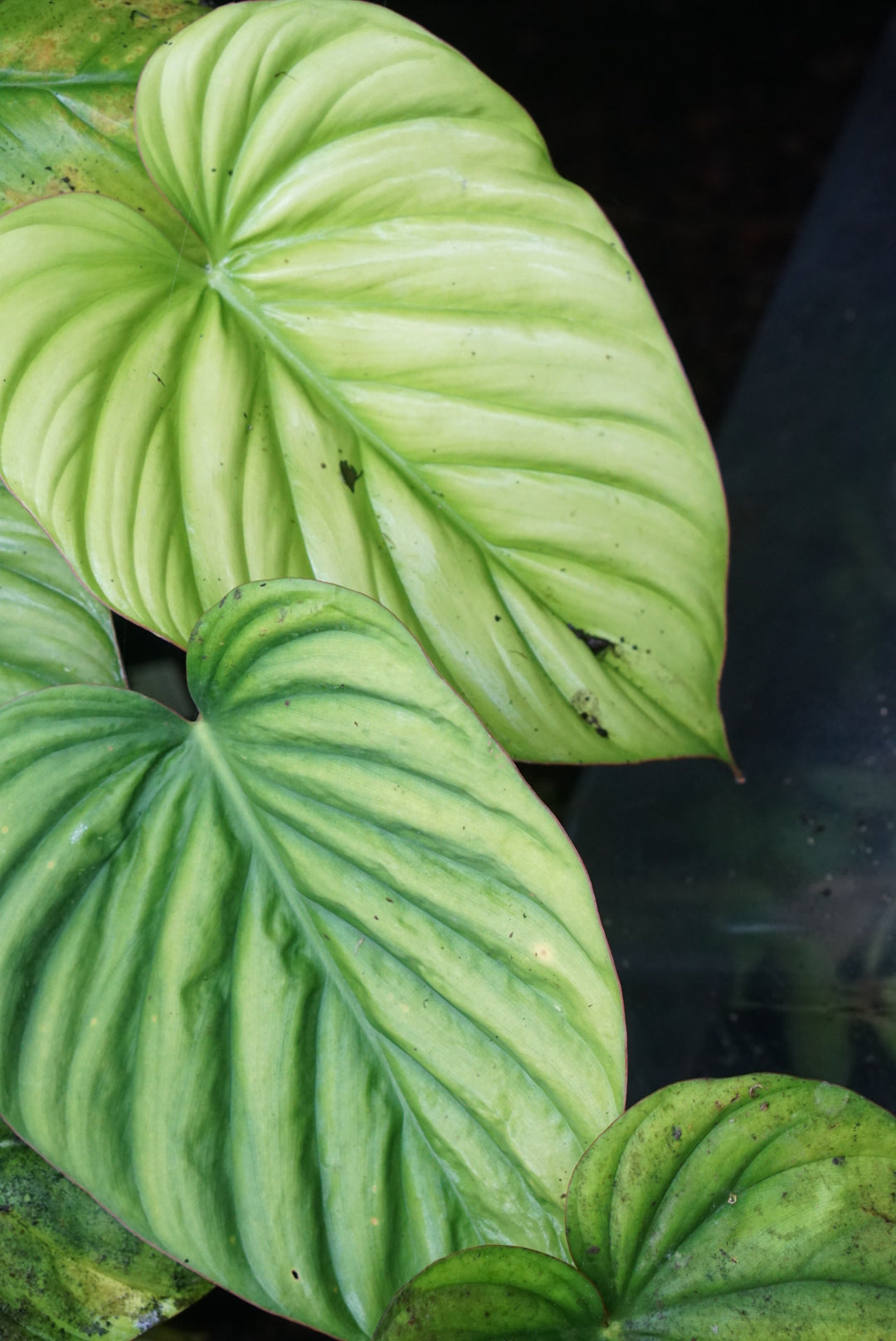 Philodendron sp. Colombia 'Amazonas Green'