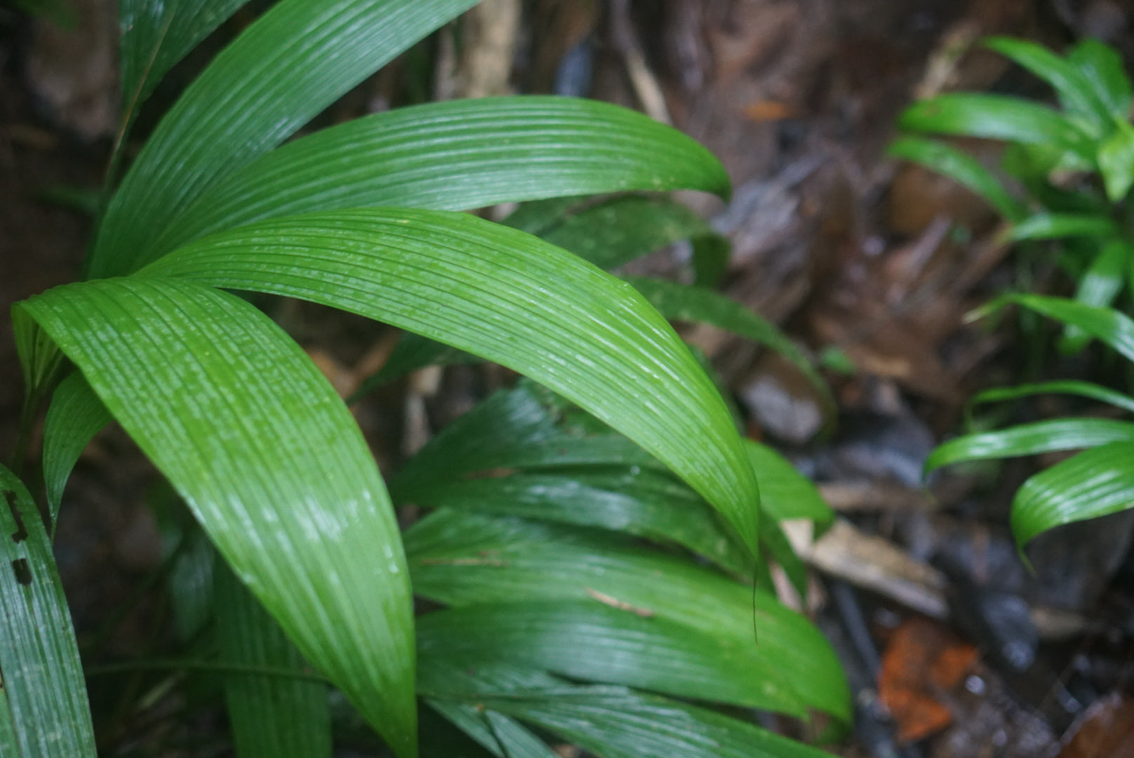 Asplundia cf albicarpa