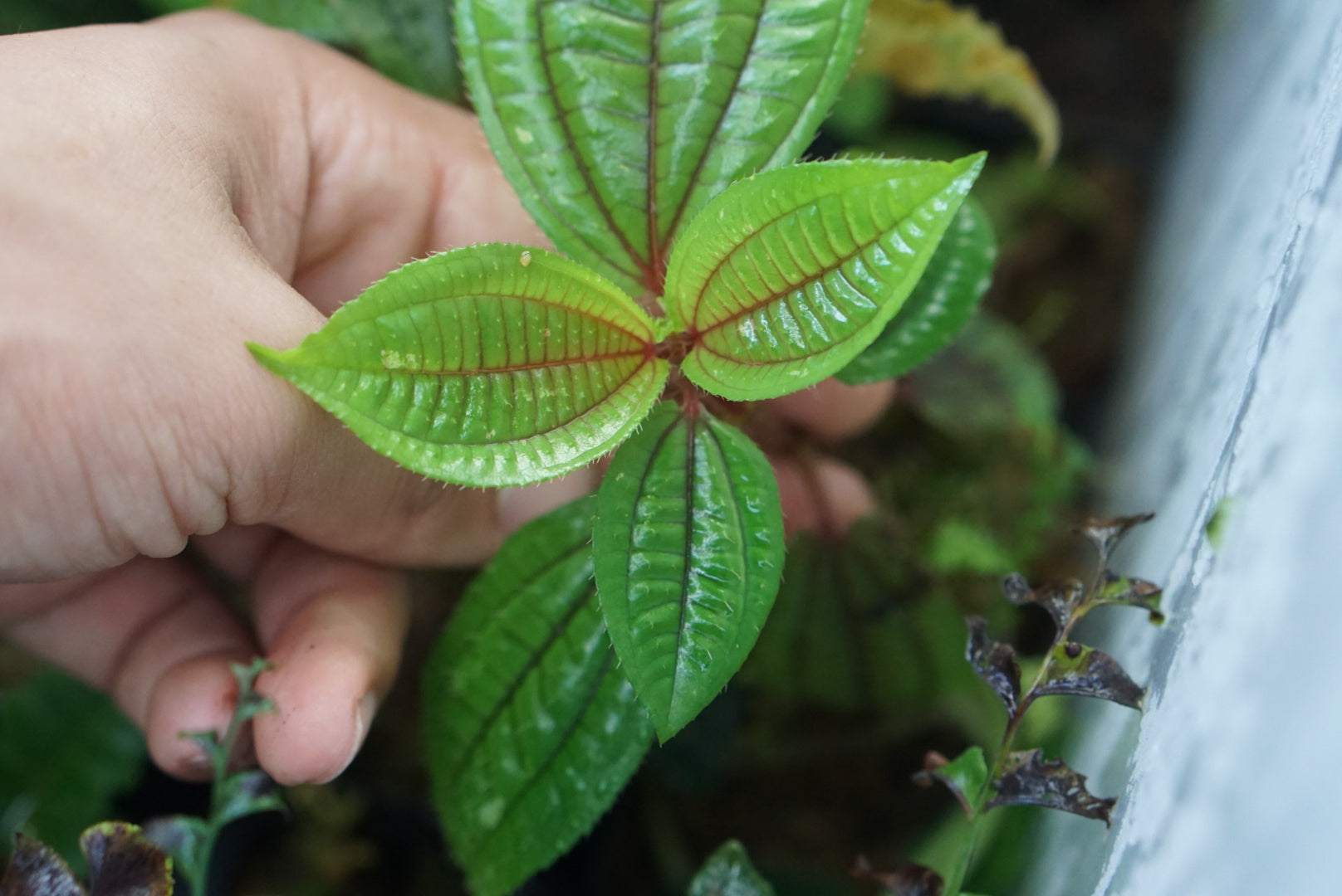 Phyllagathis cf. bicolor