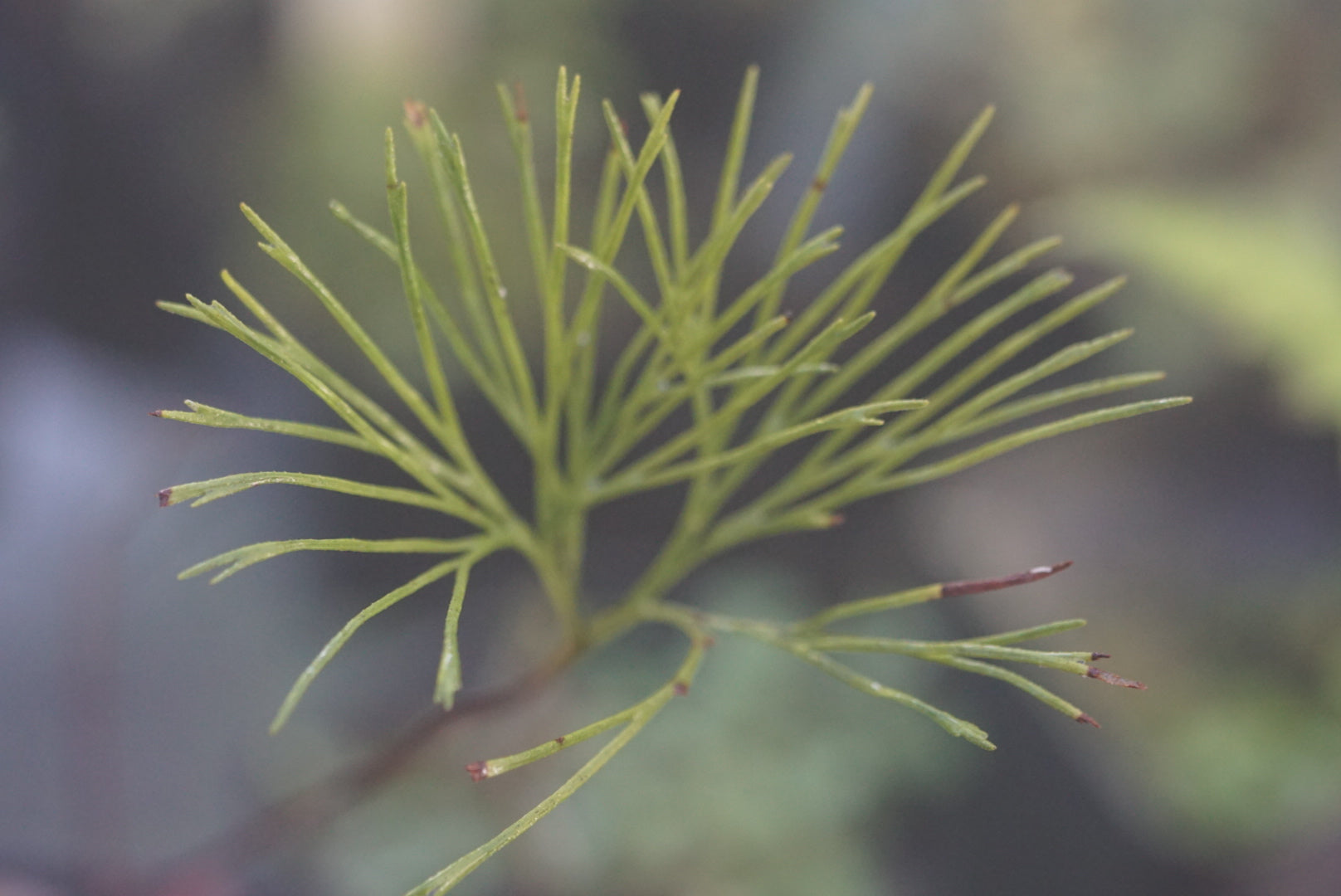 Schizaea poeppigiana
