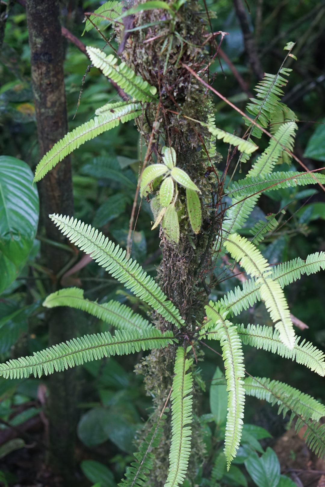 Blechnum sp. Amazonas