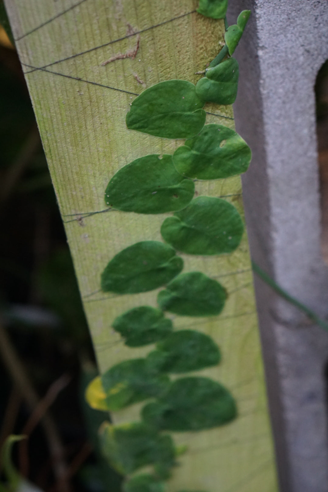 Monstera dubia (green form)