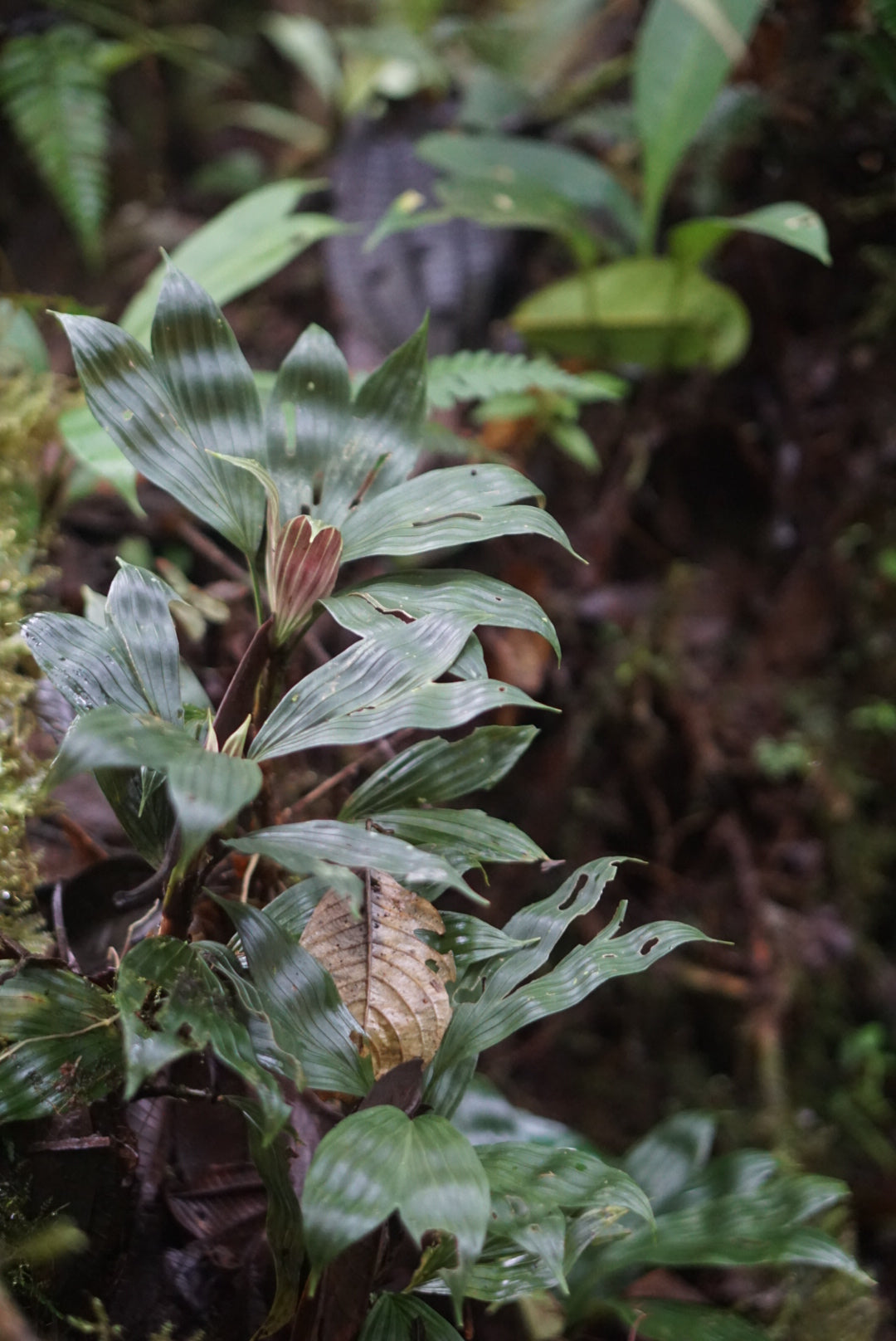 Dicranopygium sp. Narino 'Dark'