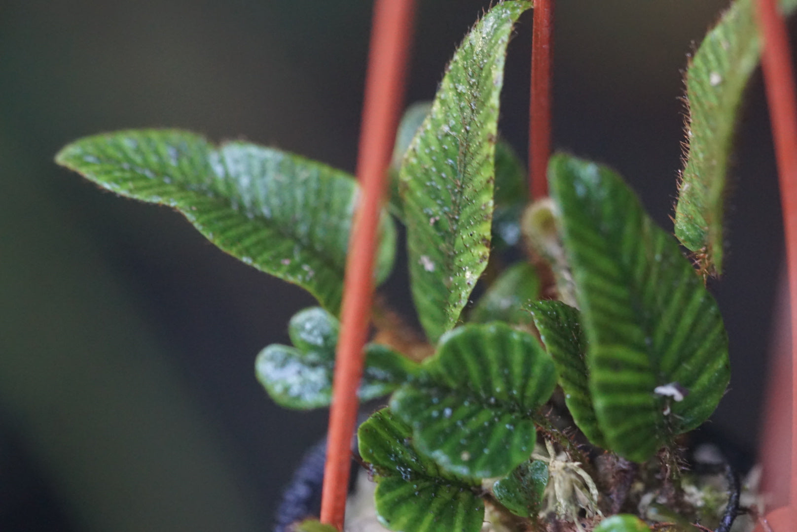 Elaphoglossum exsertipes