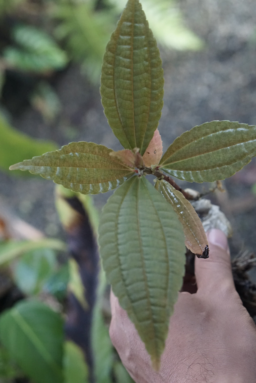 Pilea sp Choco