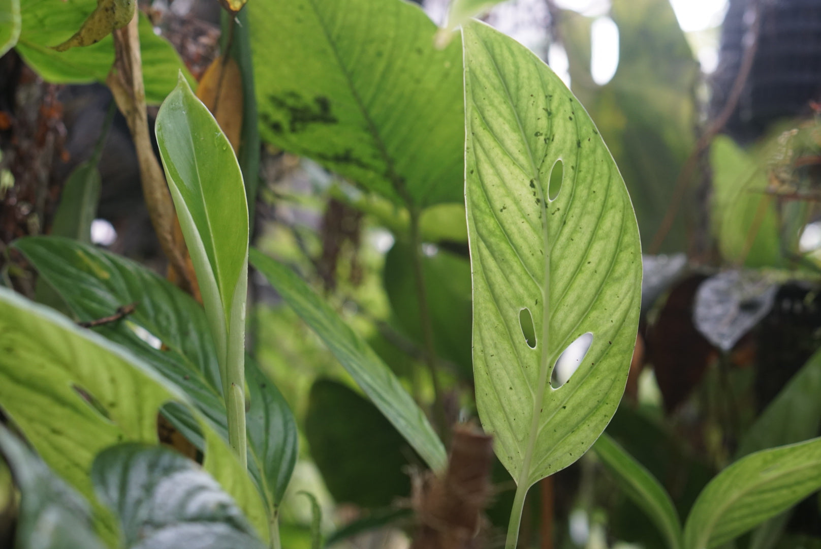 Monstera sp. Mindo