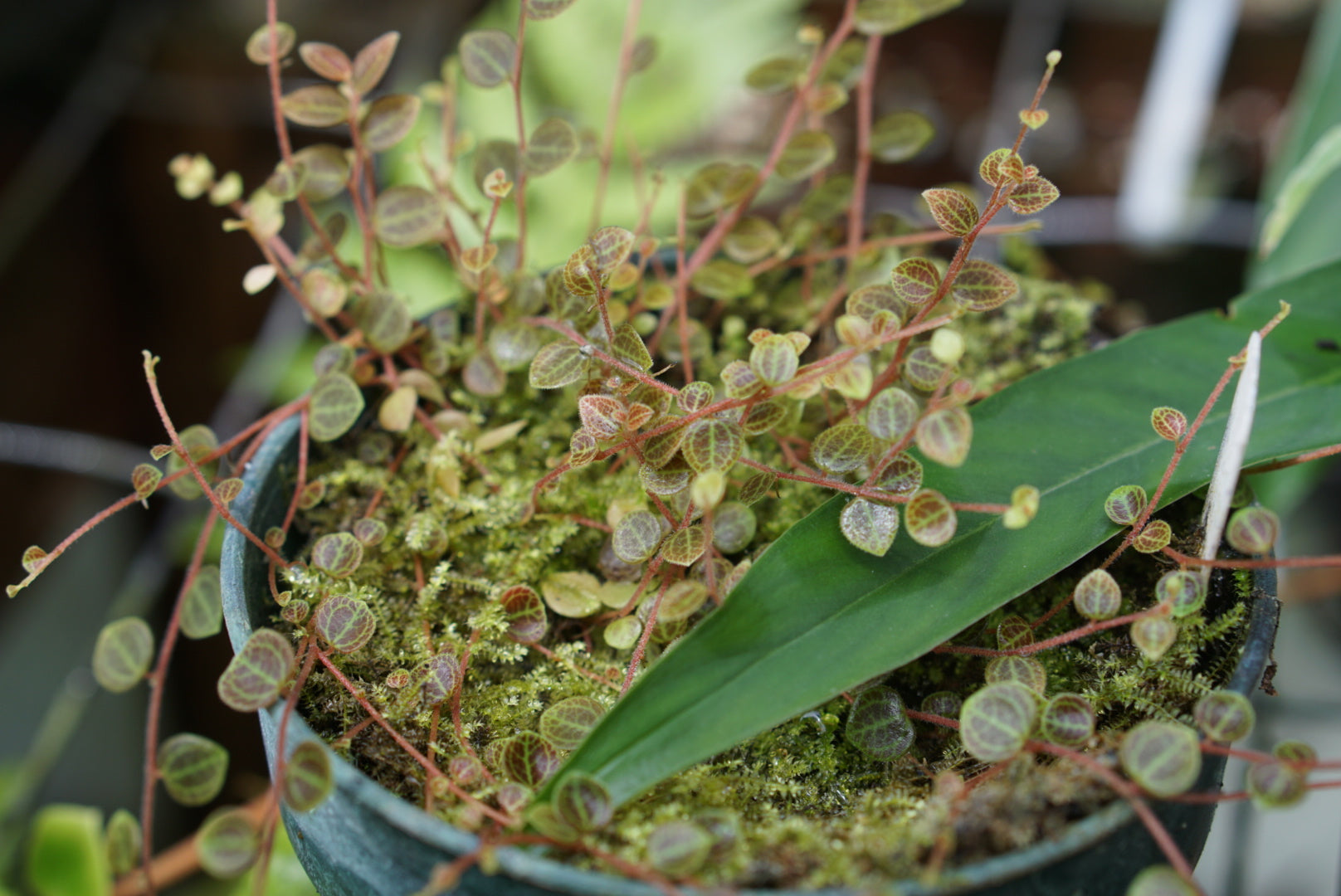 Peperomia sp. Bocas del Toro