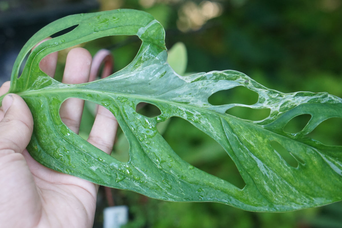 Monstera adansonii 'Mint'