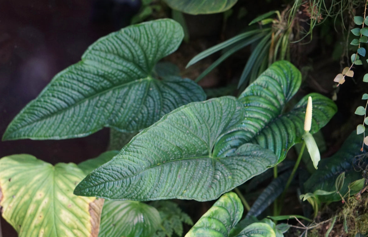 Anthurium bernalii