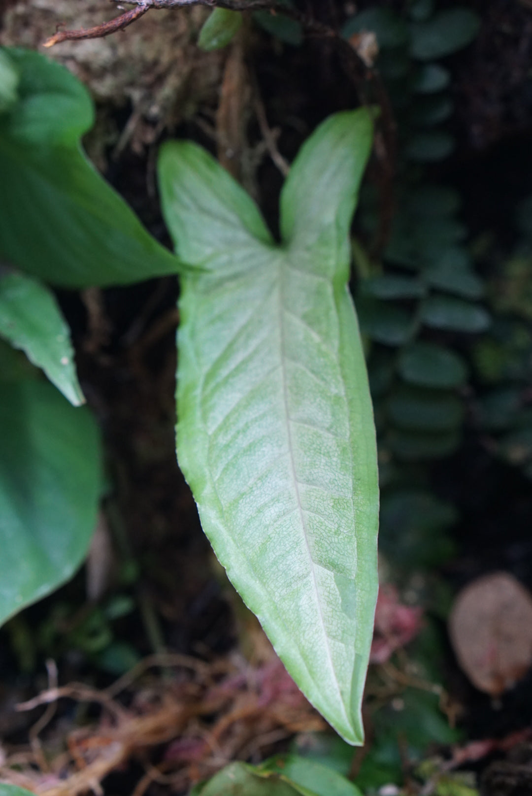 Syngonium yurimaguense