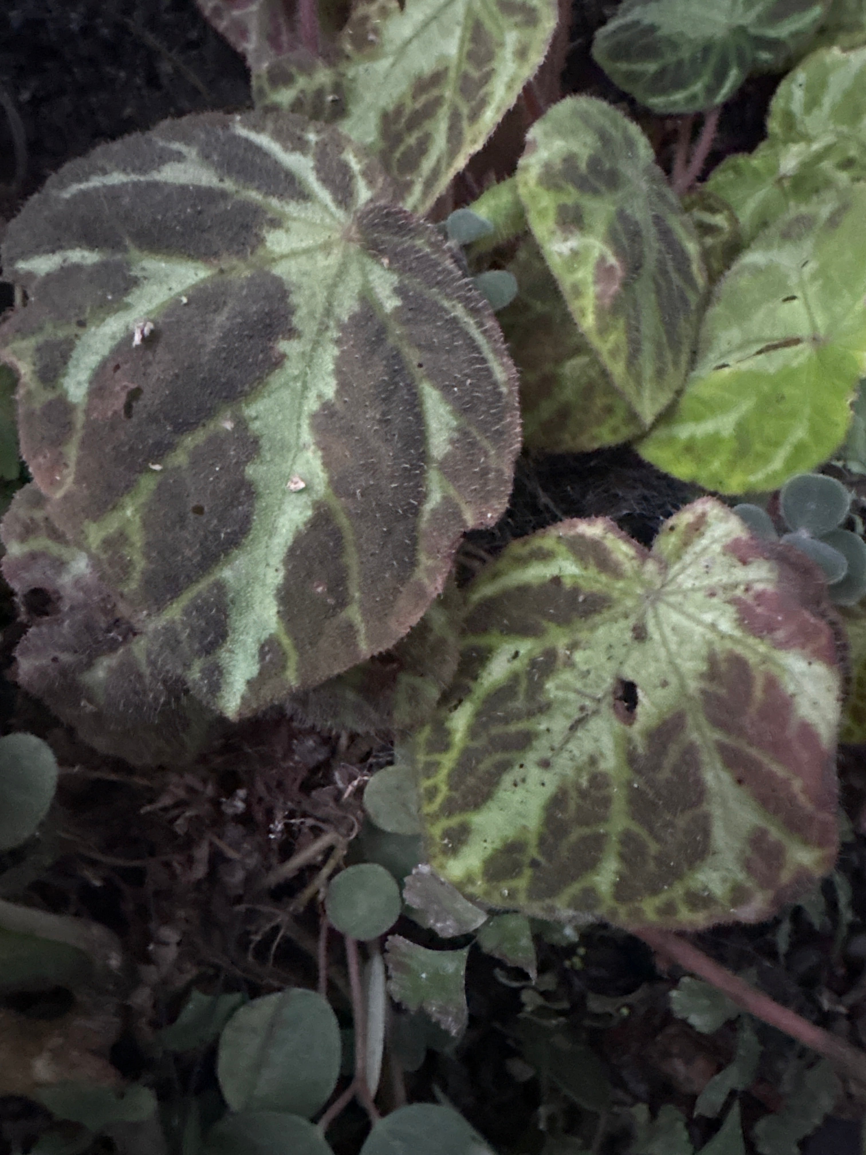 Begonia turrialvae