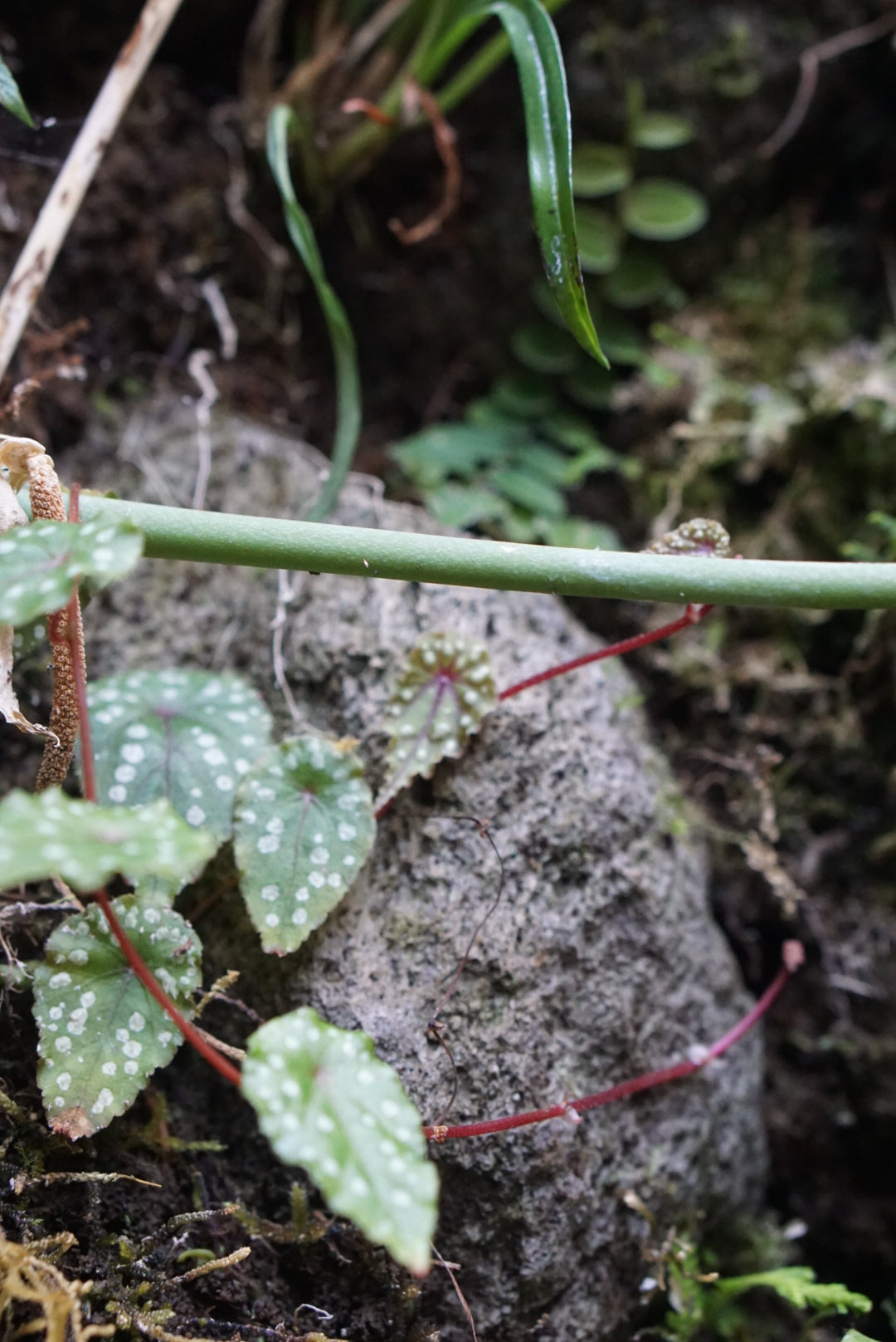 Begonia tropaefolia