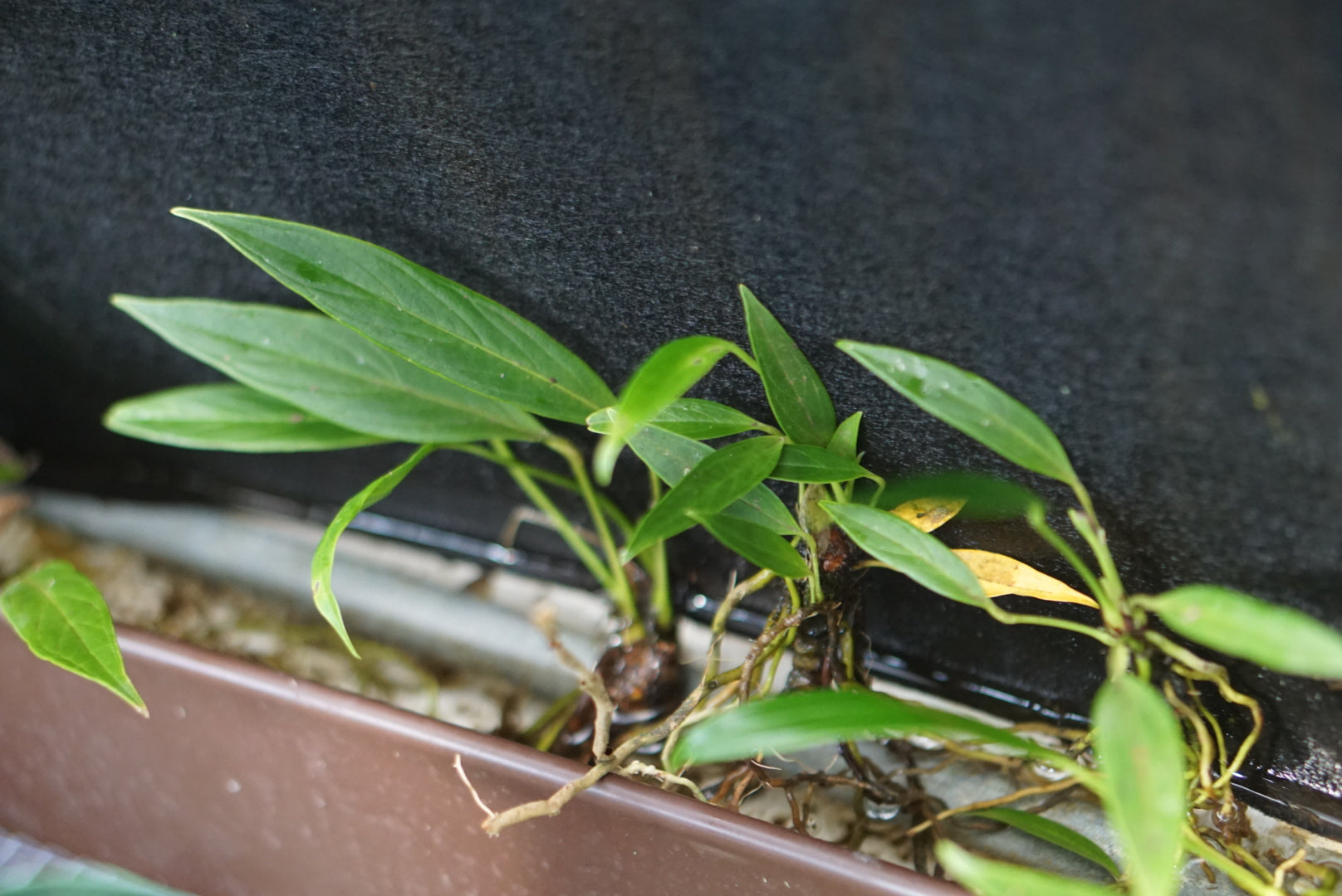 Anthurium sp Lita 3