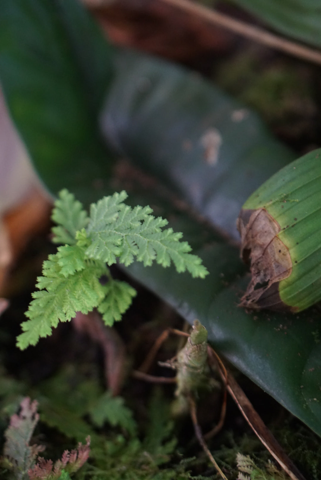 Selaginella sp. Chocó 1