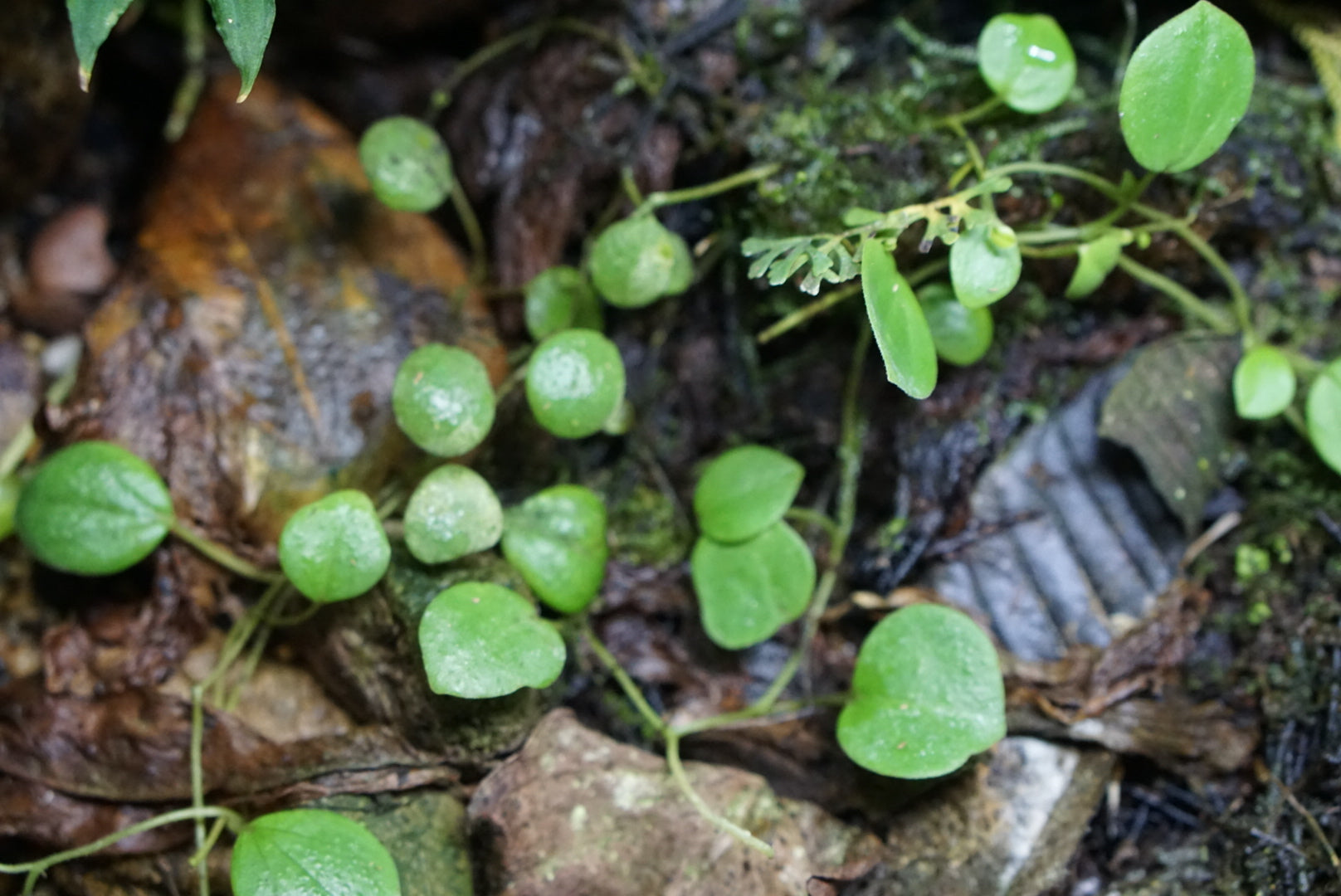 Peperomia serpens (large form)