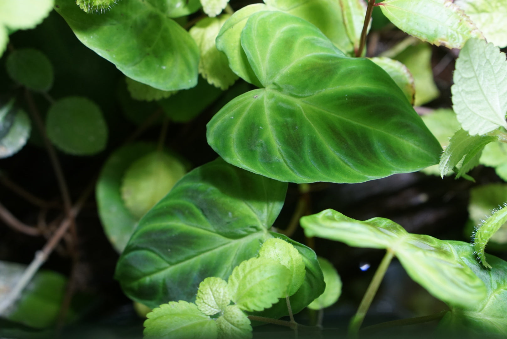 Philodendron verrucosum 'Choco'