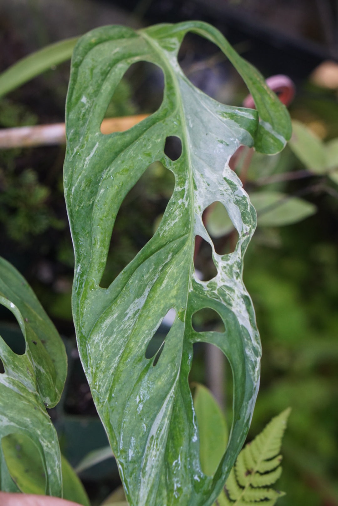 Monstera adansonii 'Mint'