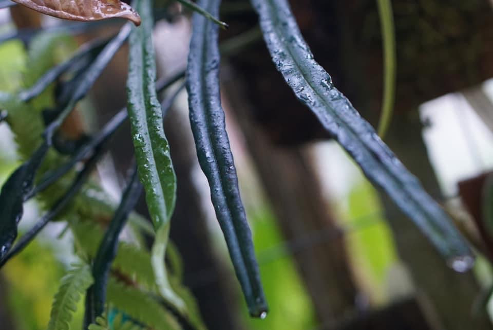 Elaphoglossum lanceolatum