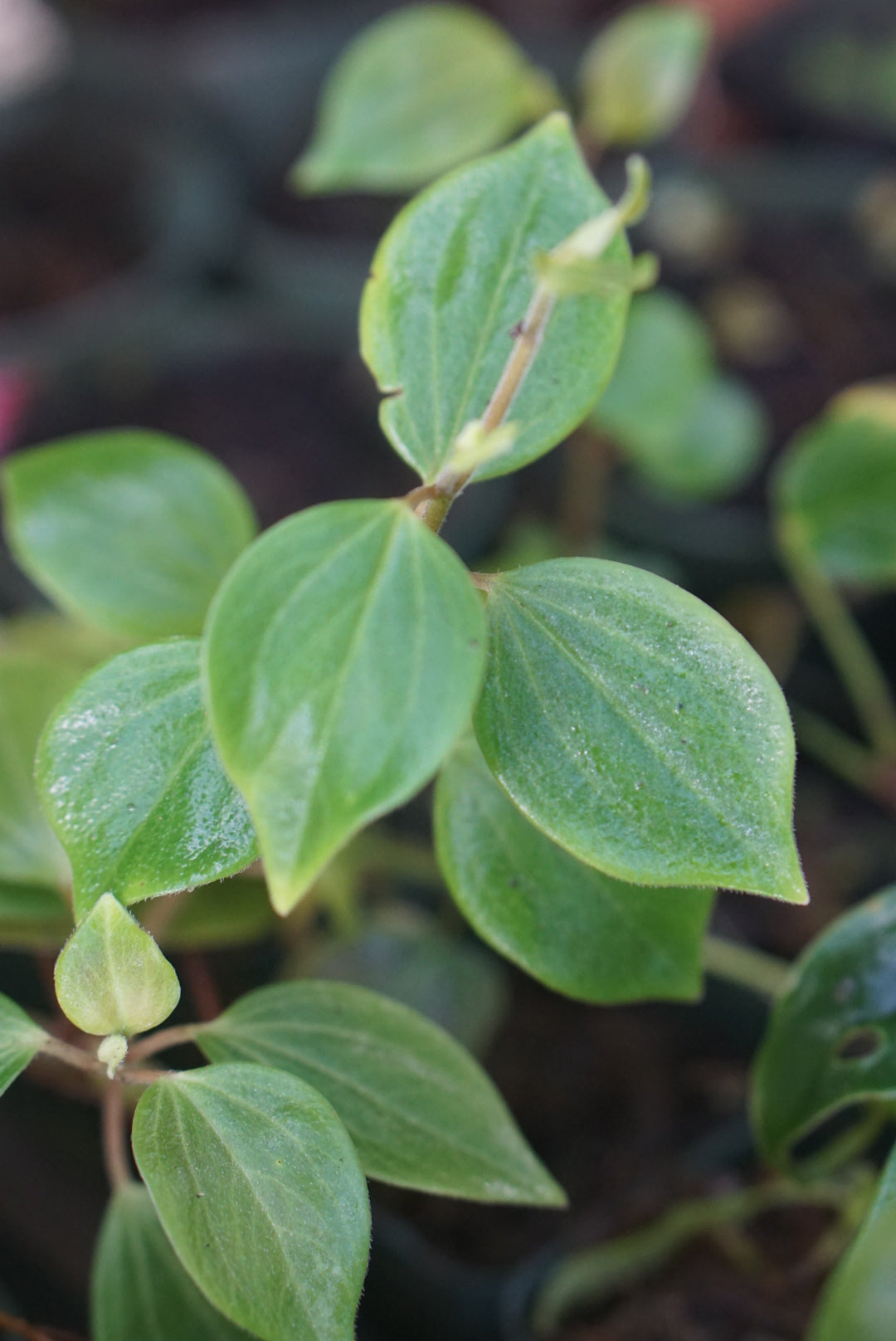 Peperomia sp Mindo 1