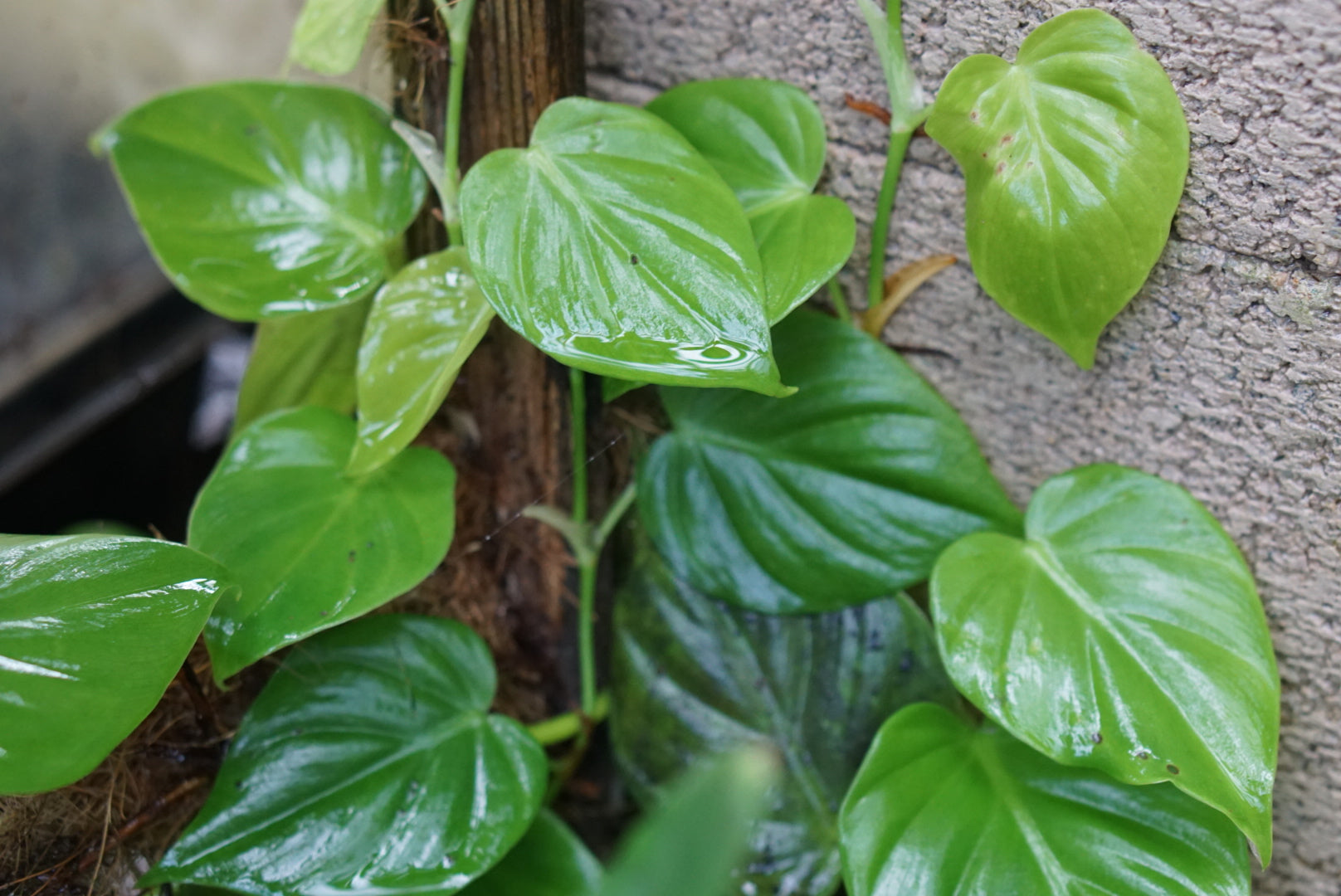 Philodendron hederaceum 'Costa Rica'