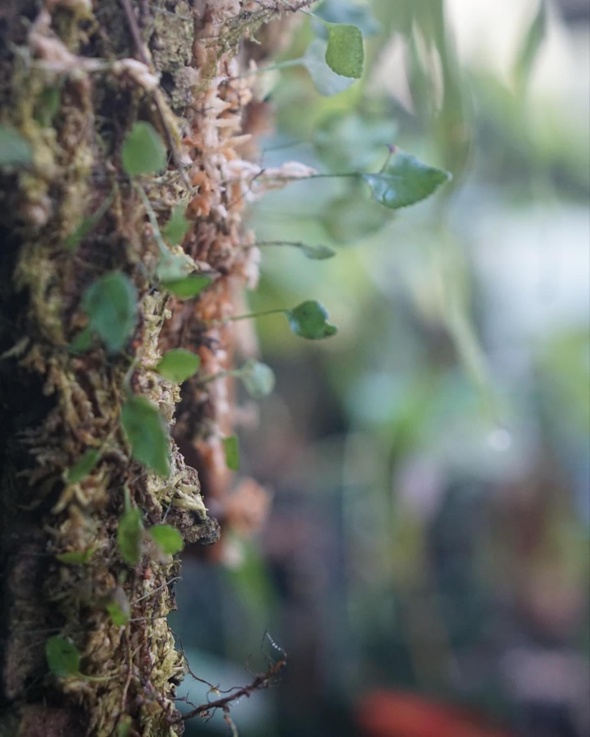 Elaphoglossum deltoideum