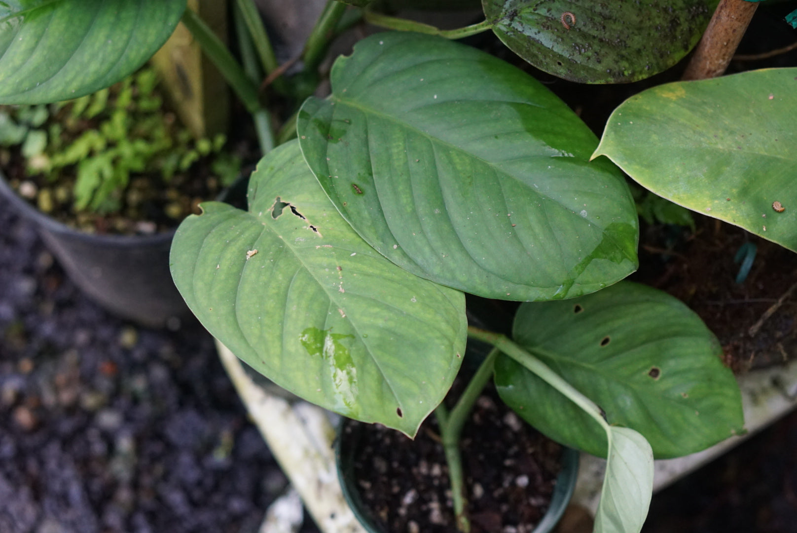 Philodendron aff. pendunculum