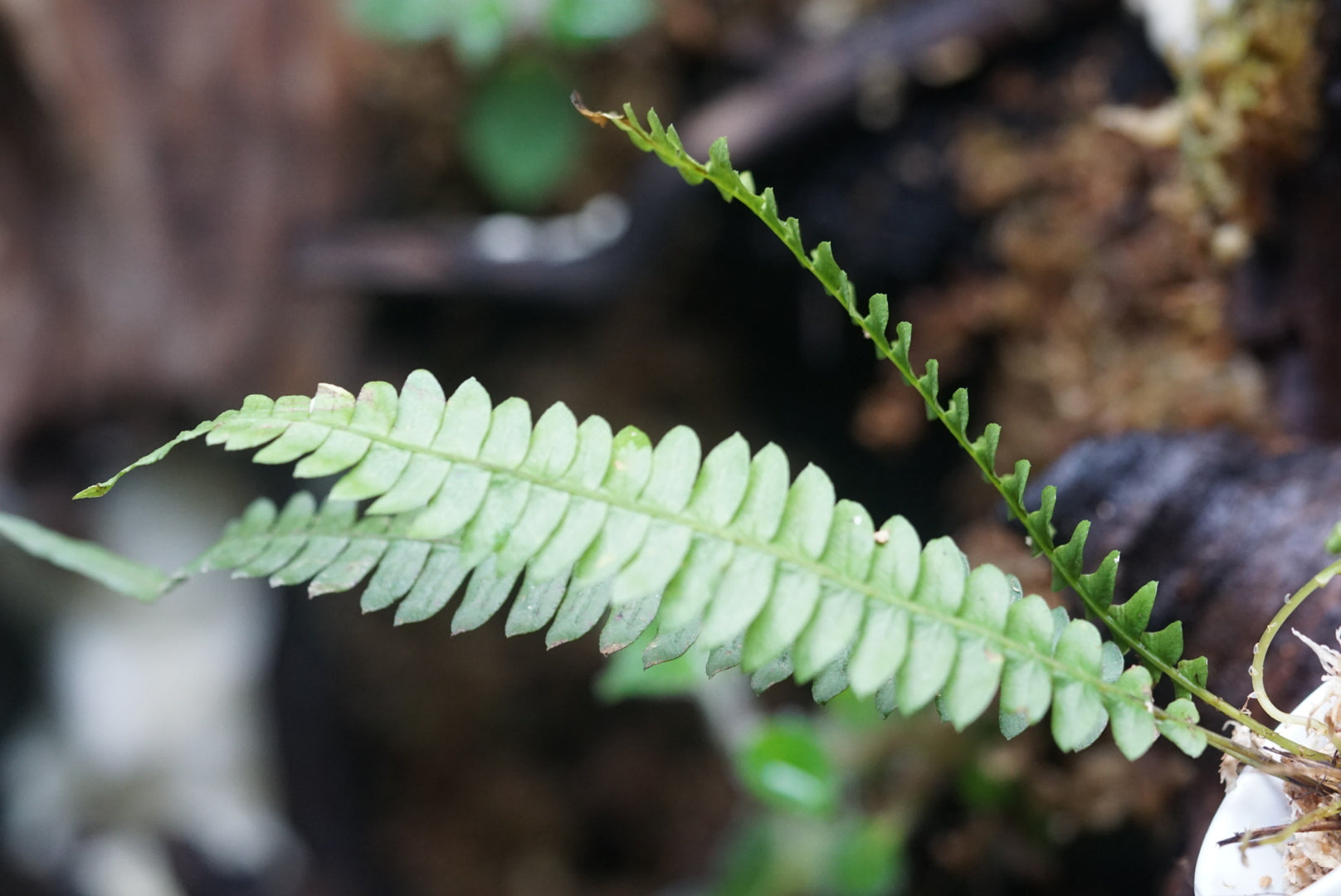 Blechnum sp Andes