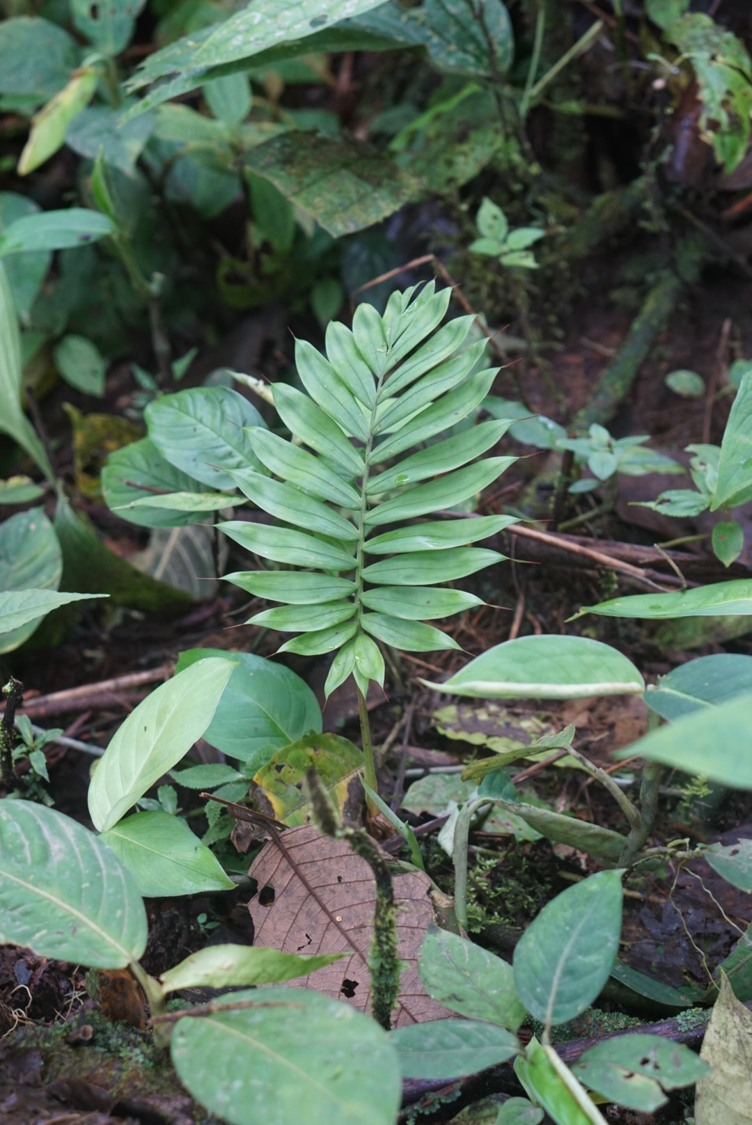 Geonoma? sp Lita