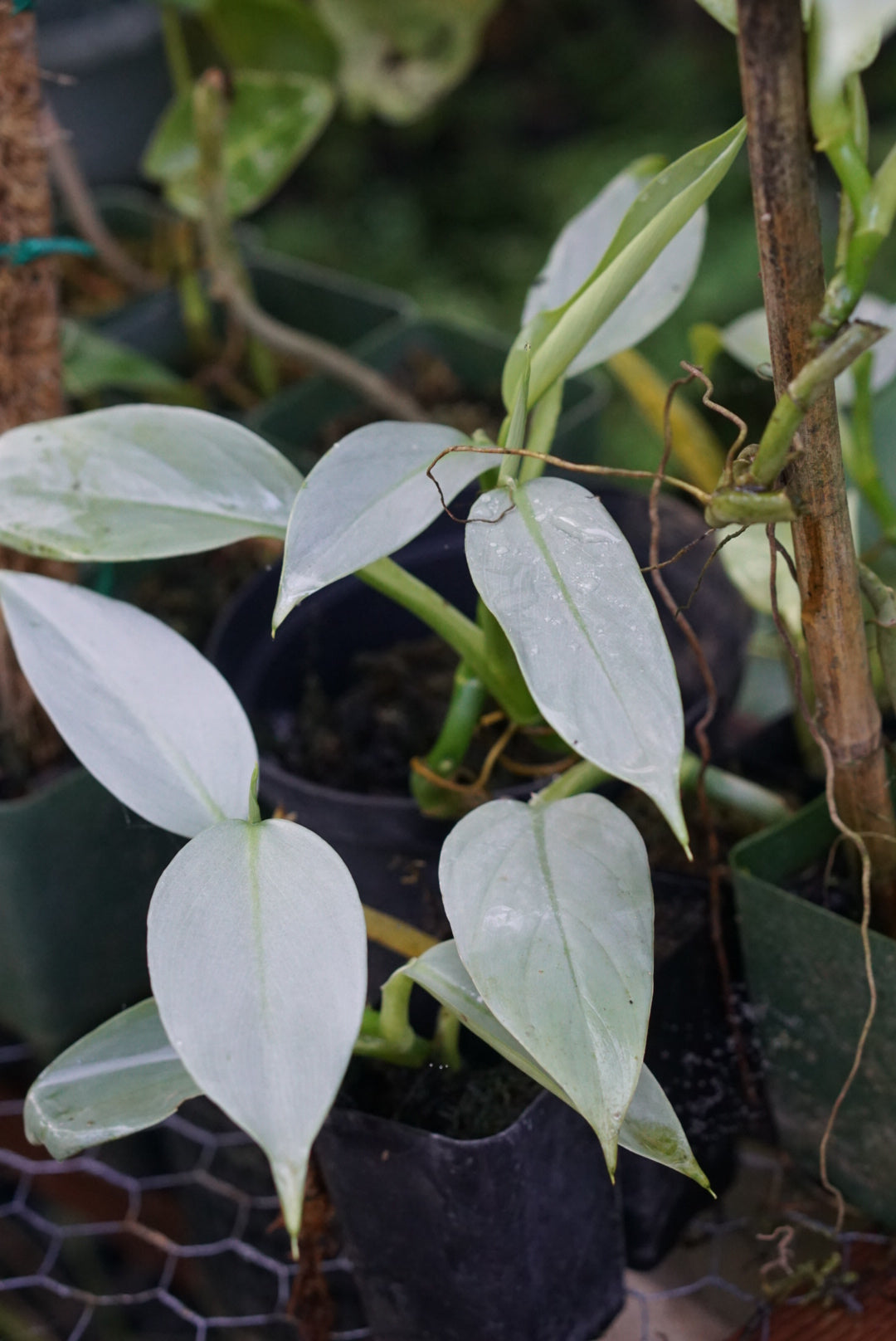 Philodendron hastatum