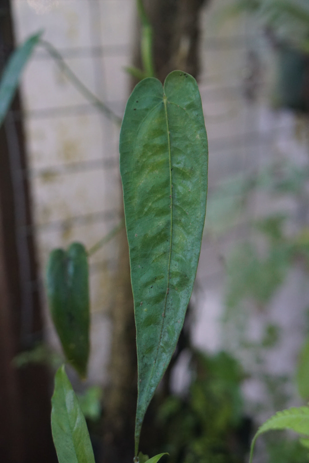 Anthurium folsomianum