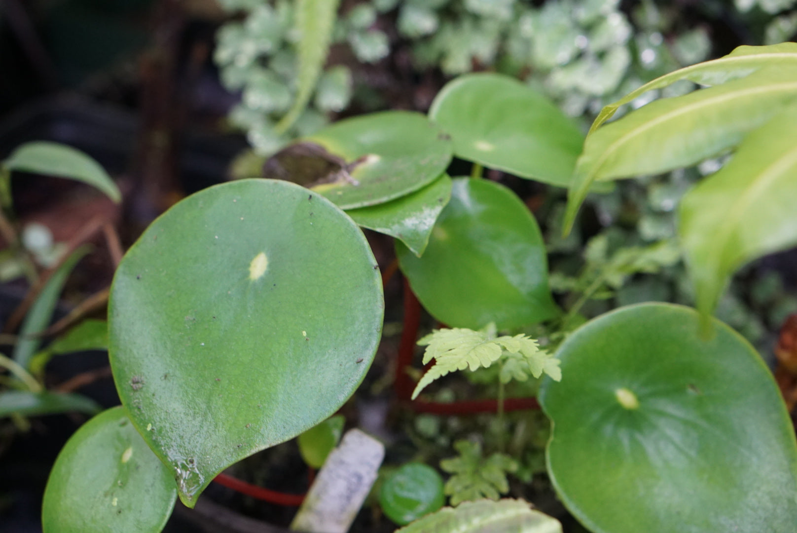 Peperomia polybotrya