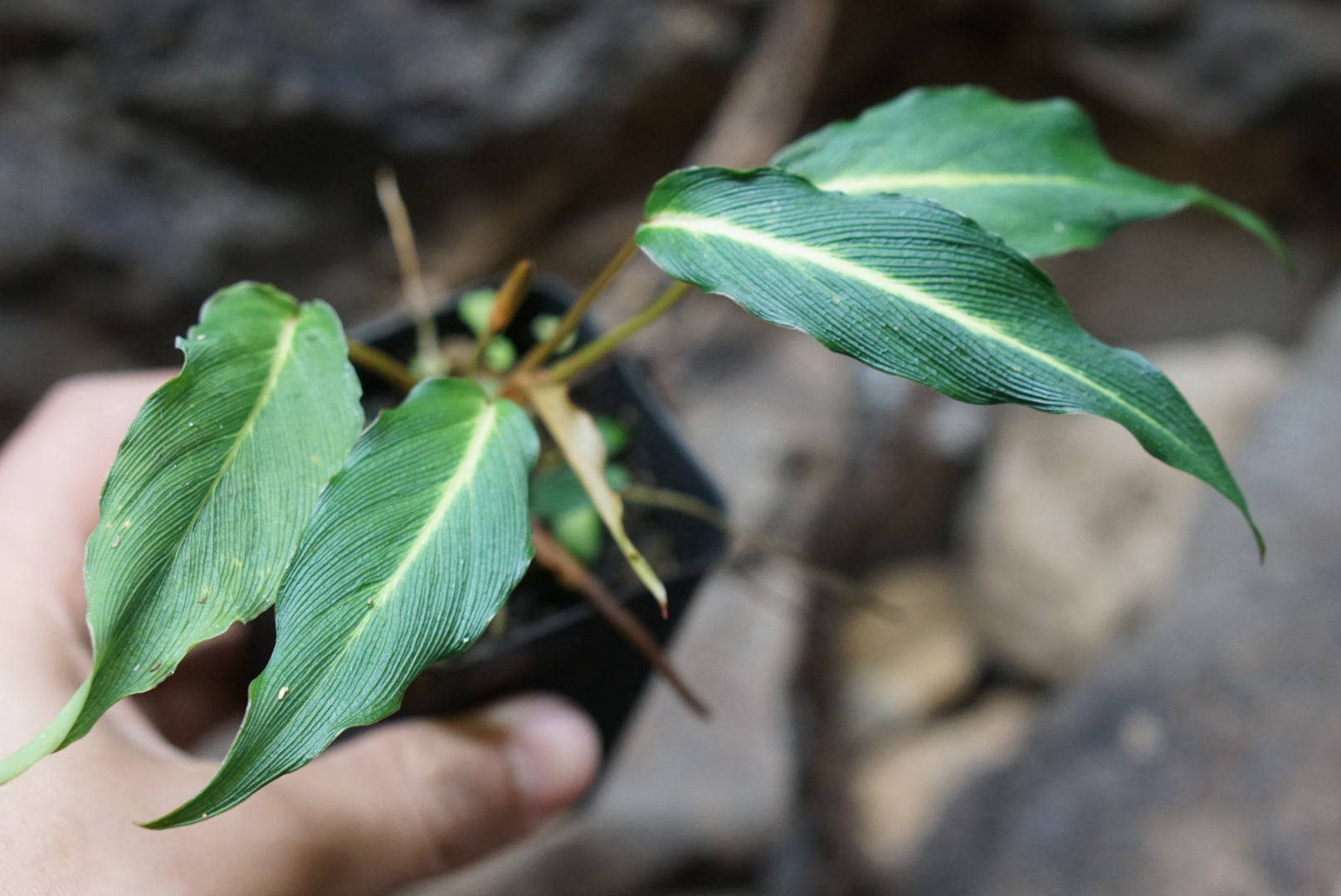 Homalomena sp. Papua (green form)