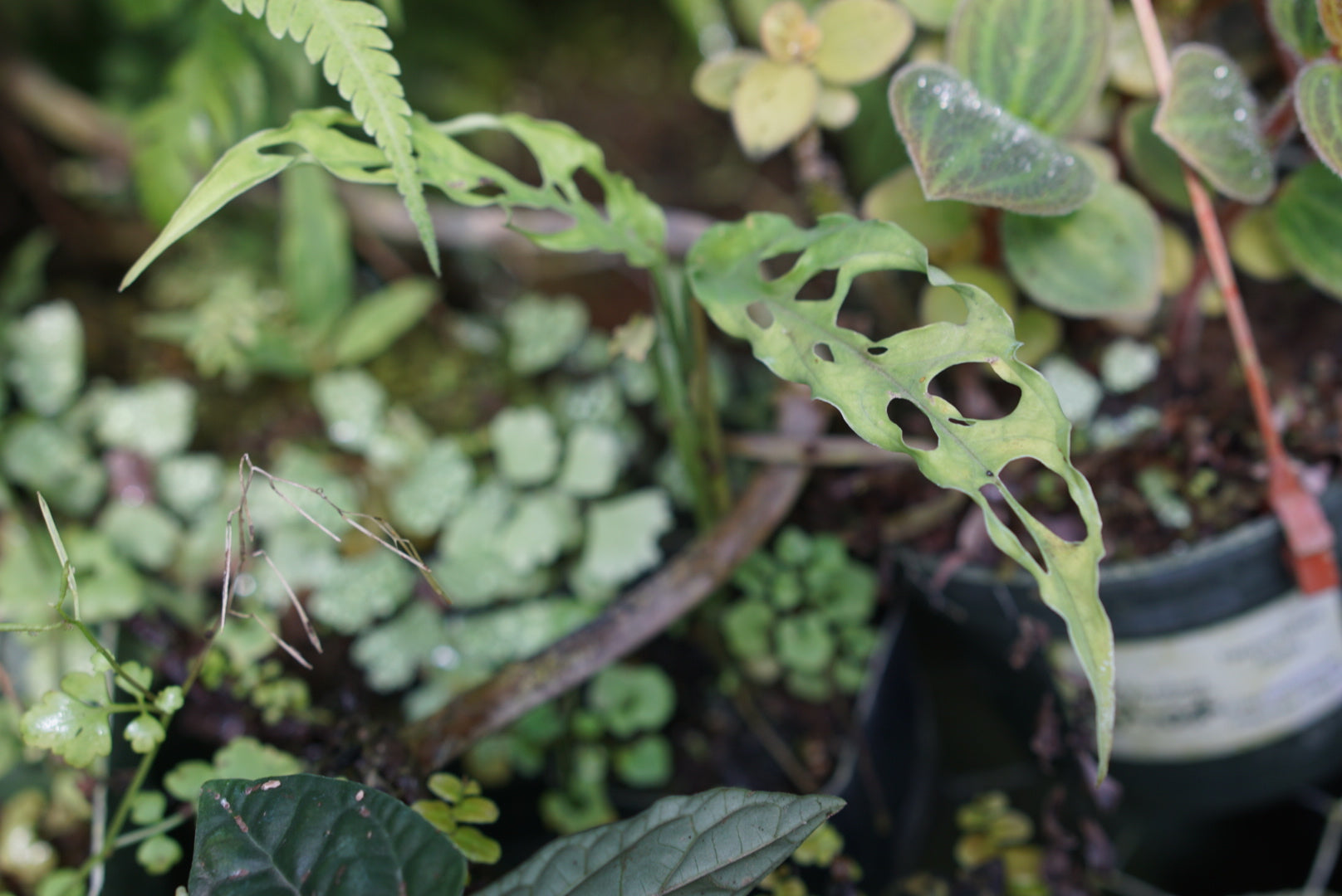 Monstera obliqua 'Iquitos'