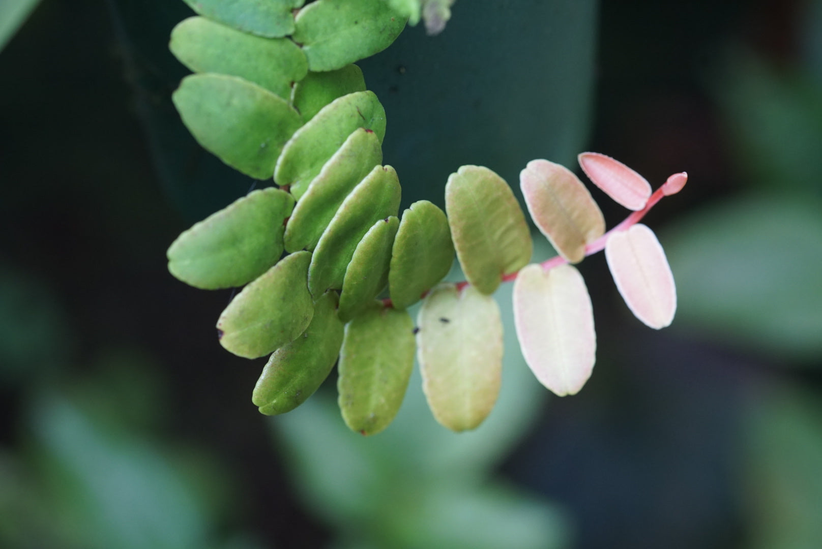 Marcgravia sp. Bocas del Toro
