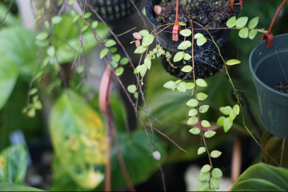 Sphymospermum cf. buxifolium 'Mindo'