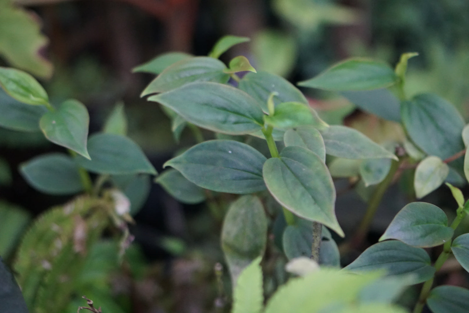 Peperomia aff. alata