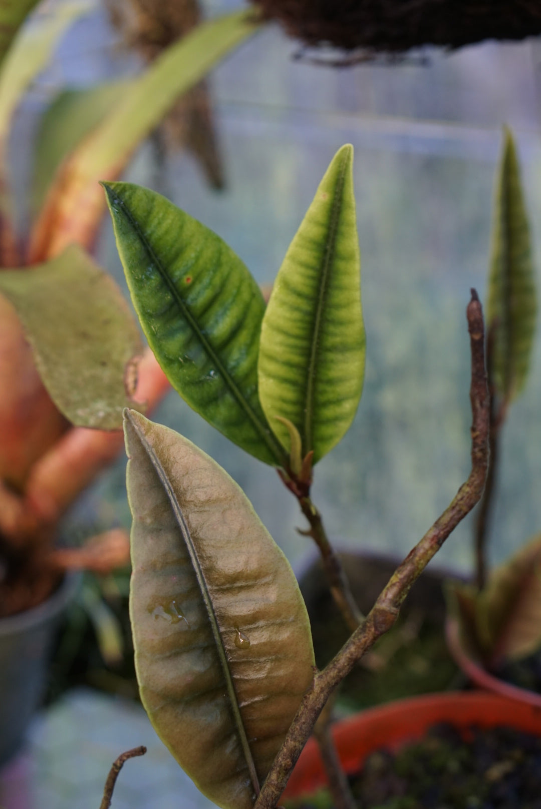 Labisia sp. Borneo 1