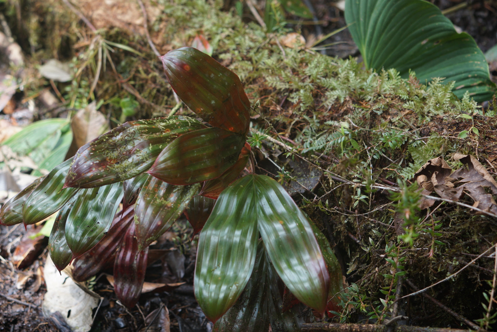 Asplundia aff utilis