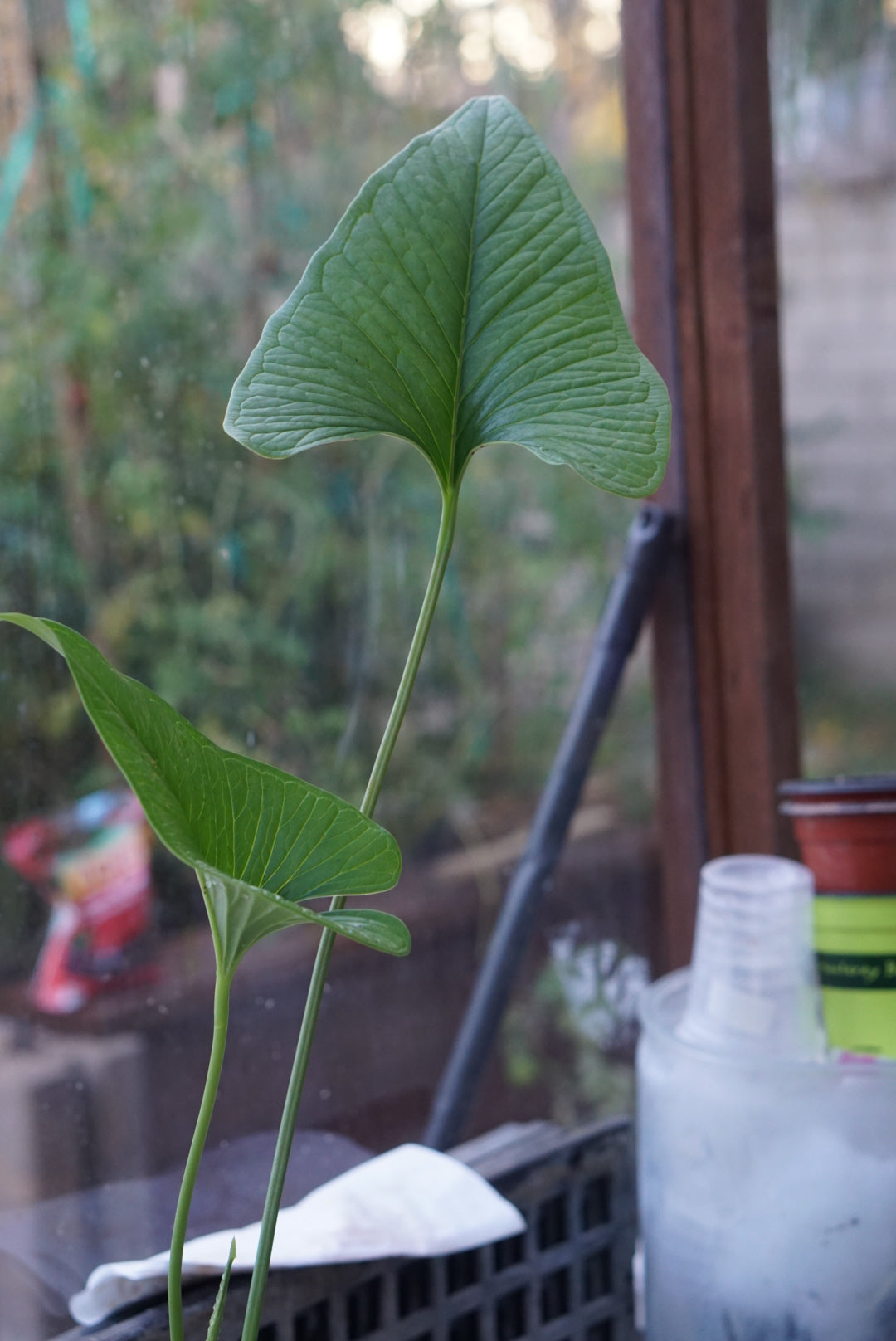 Anthurium cf. lancea